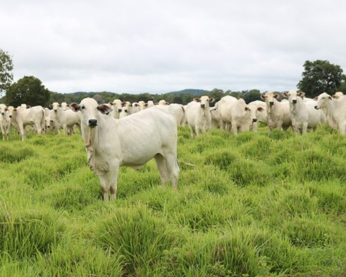 Cow,Nelore,Farm,Ranch,Pasture